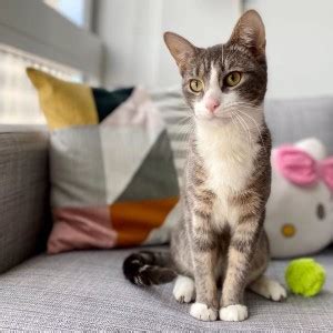 Adopting a pet means you need to commit to and take care of it for please note that the cat welfare society is not a shelter and we do not house any cats. Brooklyn Cat Café Launches Emergency Foster Network ...