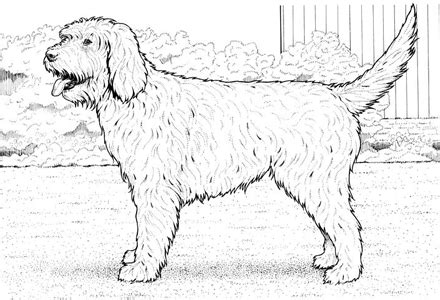 Try to color funny puppies coloring pages to unexpected colors! Dog coloring pages you can print.- goldendoodle. | Dog ...