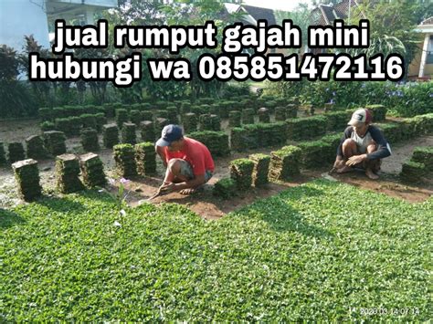 Semua loker tukang kebun di semarang terbaru dapat anda temukan di halaman ini. Pusat penjualan rumput taman hias area malang dan ...