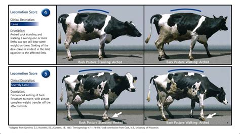 Abstract the body condition scoring (bcs) is a subjective estimate of the energy reserves in adipose tissues of a dairy cow and acts as an important tool for dairy cow management. Feeding for hoof health - YouTube