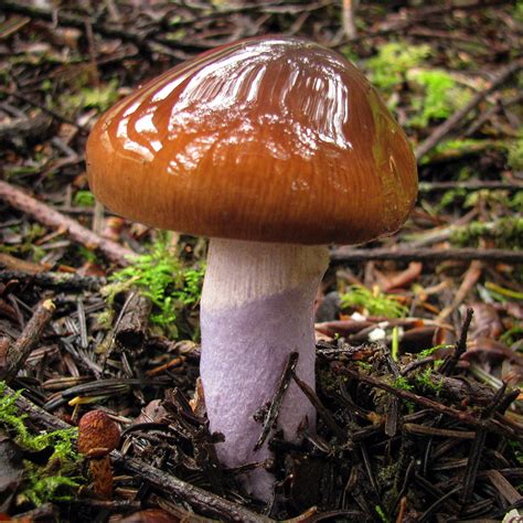California Fungi: Cortinarius vanduzerensis