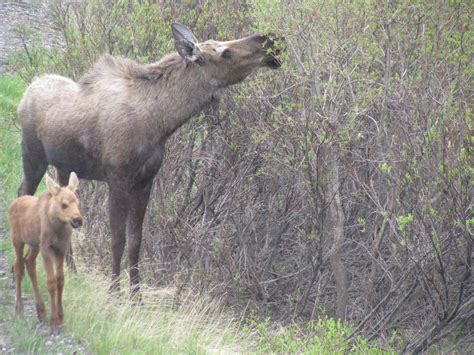 National animal, new zealand, oceania. Denali National Park - Moose | Holland america cruises ...