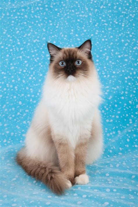 Ragdoll cats are one of the largest domestic breeds of cat. Ragdoll | Discover Animals