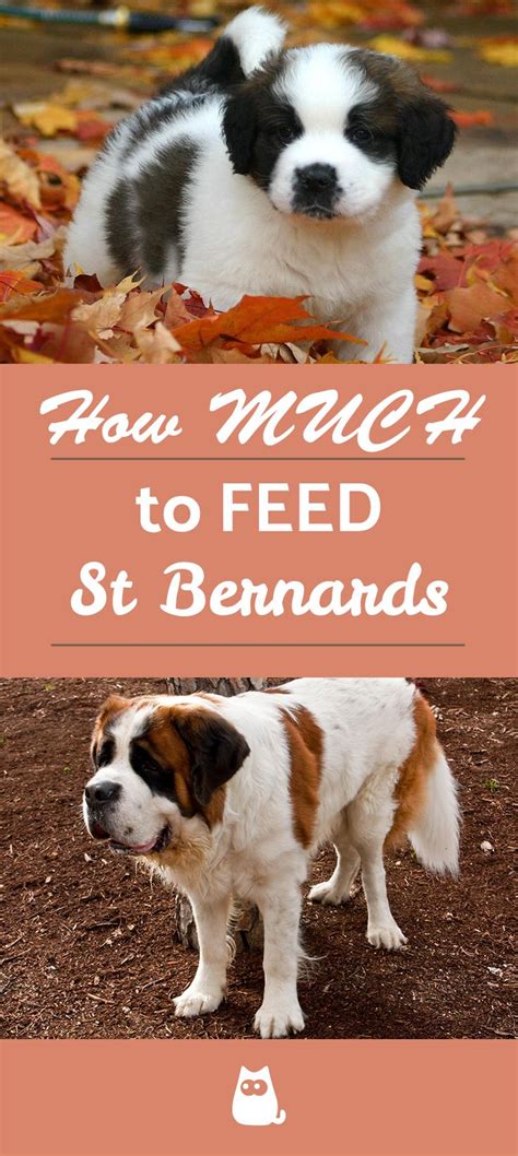 Review our chart and find out the proper amount and schedule based on age, size, etc. How Much Do You Feed a St Bernard? in 2020 | St bernard ...