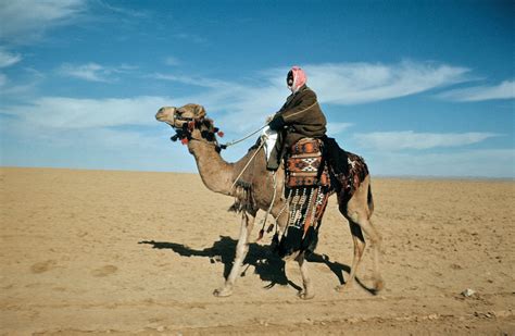 In the wild, the wild. Camel history and some interesting facts