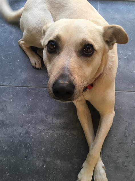 A friend let me bang her in the backseat after i picked her up after party. Two years ago today we adopted this good girl from the ...