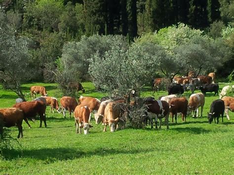 Οι αγρότες ως επαγγελματίες εμφανίστηκαν σχετικά πρόσφατα, αλλά στις μέρες μας τα μέλη τους αυξάνονται με γεωμετρική πρόοδο. farm9 - A-FARM