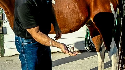 Smegma can accumulate in the depression at the end of the penis, called the. Sheath Cleaning Without Sedation In Horses - The Horse's ...
