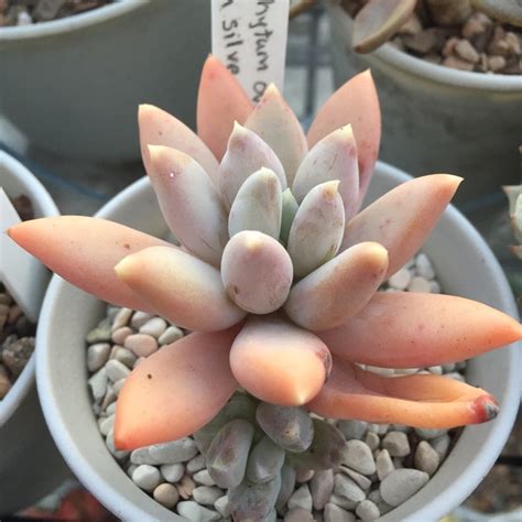 Последние твиты от silver moon (@silvermoonsaga). Pachyphytum Moon Silver, Pachyphytum 'Moon Silver ...