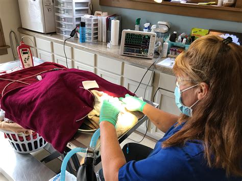 Whether you want to treat your pet to grooming or your companion needs surgery, our team can provide the quality pet care you seek. Dentistry - Compassionate Care Veterinary Clinic