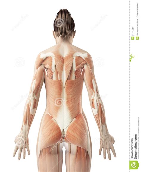 These muscles are also called immigrant muscles, since they actually represent muscles of the upper limb that have migrated to the back during fetal development. The female´s back muscles stock illustration. Illustration ...