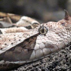 The snakes that are featured at the serpentarium are some of the rarest and. Cape Fear Serpentarium - 105 Photos & 67 Reviews - Zoos ...