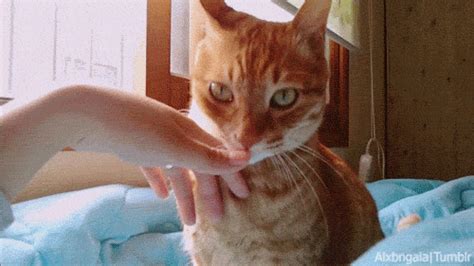 Similar photos «cat bites nail files». Ginger Cat GIFs - Get the best GIF on GIPHY