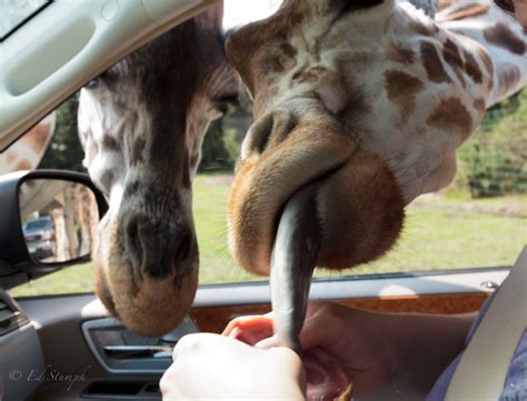 I sommerferien hjælper det billetter til amerika expressen og land rover safari kan du have på telefonen, hvis du tager et. Safari Park Germany | This is one of the parks we visited ...