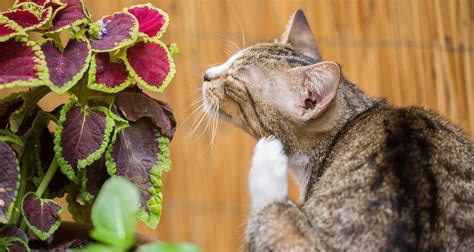 Causes include intestinal parasites, allergy, bacterial infection, bowel cancer, or viral cats with colitis often have fresh, red blood and/or mucus in their stools. Most Common Parasites In Cats - PetlifeNZ™