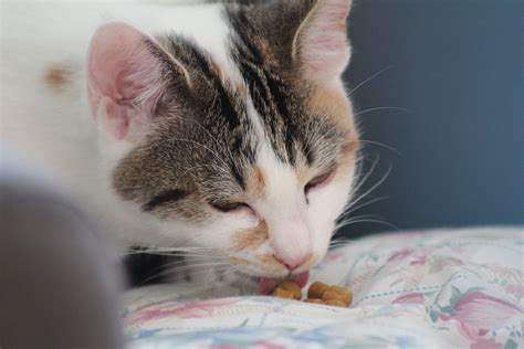 During the weeks of adjustment she was puking it up more than usual and was experiencing. Cat Food Advisor Revealed How to Choose the Best Cat Food ...