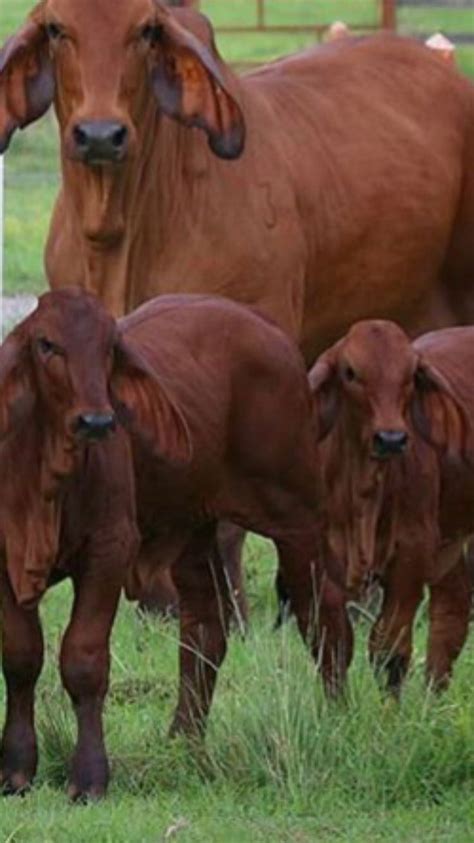 Select from premium brahman bull of the highest quality. Red Brahman cow and calves | Cow calf, Animals beautiful, Cutee animals