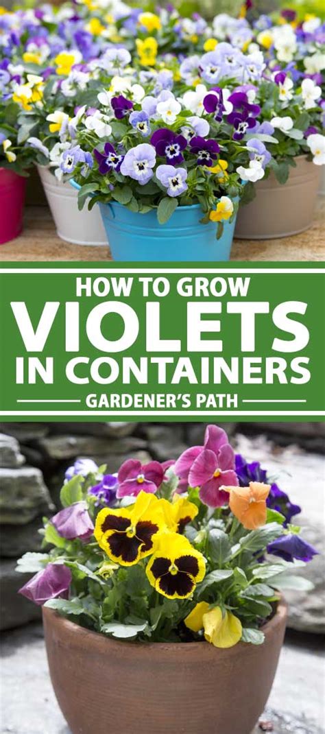 African violets like to grow on moist soil condition. How to Grow Violets in Containers | Gardener's Path