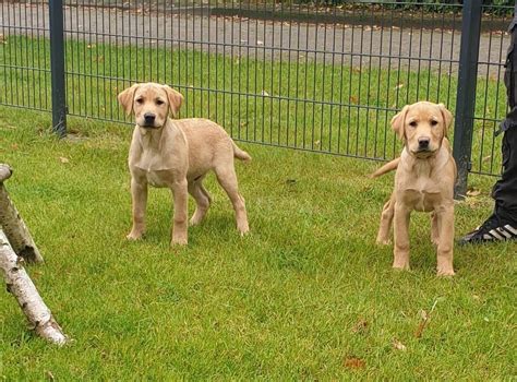 We are near ohio, oh, indiana, in, and illinois, il. Labrador Retriever Puppies For Sale | Las Vegas Convention ...