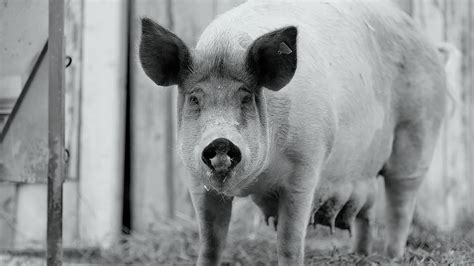 Documentary looks at the daily life of a pig and its farm animal companions: Gunda: la recensione del documentario prodotto da Joaquin ...