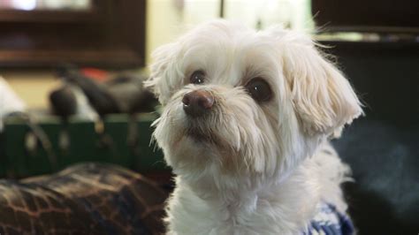 La zoophilie est souvent perçue comme un vice, une perversion ou une déviance. chien@extreme-zoophilie