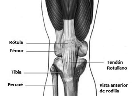 Use our diagram editor to make flowcharts, uml diagrams, er diagrams, network diagrams, mockups, floorplans and many more. Tendón rotuliano 20. | Download Scientific Diagram