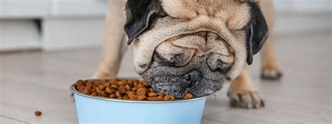 Toy and small breed dogs such as pugs (dogs under 20 pounds) usually need about 40 calories per pound/per day. 5 Of The Best Dog Food For Overweight Pugs For Weight Control