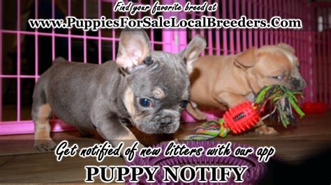 Our next expected litters are in the summer 2021 and fall 2021. BLUE AND TAN FRENCH BULLDOG PUPPIES FOR SALE, GEORGIA ...