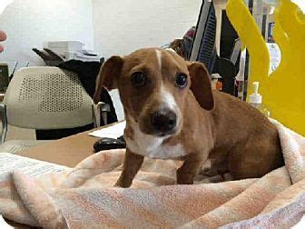 Adopting healthy puppies and kittens to loving homes since 1995. #Austin, #TX. Meet A672240. He is an #Adoptable male # ...