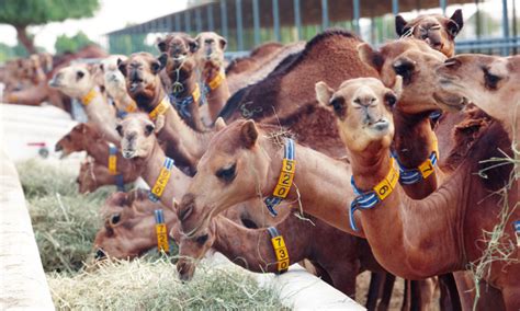 Camel milk is quite rich in flavour but is in fact low fat. Camel milk in Abu Dhabi | Restaurants | Time Out Abu Dhabi