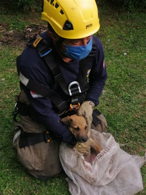 Què pots fer a aquesta web? Rescatan a un perro que cayó a un río en Popayán - www ...