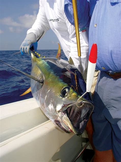 Fish taco with yellowfin tuna. Mission to Mars: Yellowfin tuna - FLW Fishing: Articles