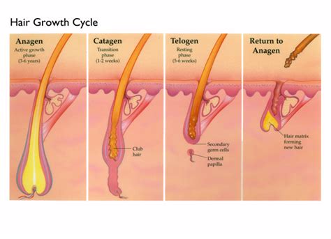 Will waxing eventually stop hair growth? Permanent hårfjerning med RF som er mere effektiv end laser