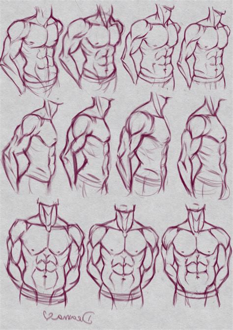 Muscles of the torso indicated by color. Male Muscular Torso Practice by DreamaDove93 on DeviantArt