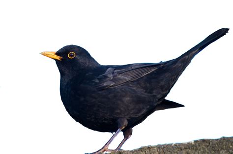 Unser amsel pärchen war dieses jahr sehr früh dran. Amsel Foto & Bild | tiere, wildlife, wild lebende vögel ...