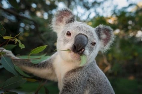 Kebakaran mengakibatkan ratusan koala mati dan bangkainya ditemukan petugas pemadam. Kendalikan Populasi, Koala di Australia Akan Dipasangi KB ...
