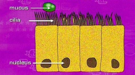 An introduction to plant and animal cells. BBC Two - Key Stage Three Bitesize Revision, 28/03/2001 ...