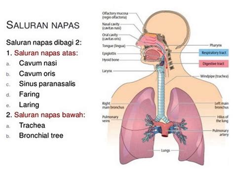 Obat infeksi gigi di apotik. TOKO OBAT SIPILIS RAJA SINGA: 5 OBAT INFEKSI SALURAN ...