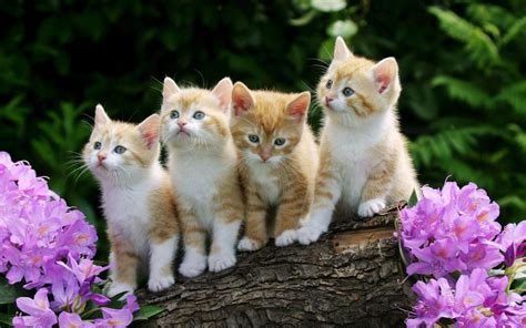 Maybe you would like to learn more about one of these? Cute Kitten Wallpaper for Android - APK Download