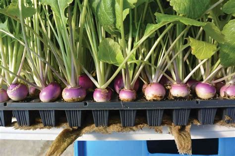 After that, power off the android mobile device and. Root Crops And Plug Trays: A Perfect Match - Greenhouse Grower
