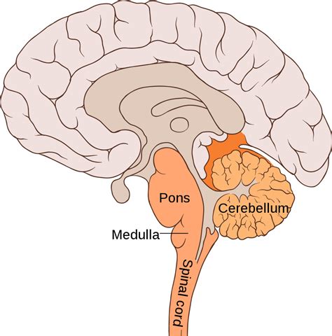 Organs and organ systems represent the highest levels of the body's organization (figure 1). The Cerebellum | ThinkFirst