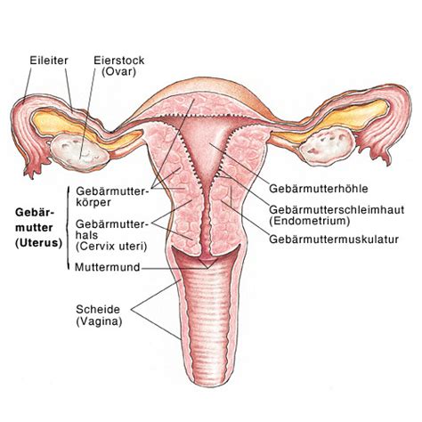 Der bauch ist der bereich zwischen den rippen und dem becken. 17 - Genitaltrakt flashcards | Quizlet