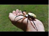 Yellow garden spiders are an attractive yellow and black colored species that spin large webs containing a zigzag patterned portion of the web known as the stabilimentum. Texas Yellow Garden Spider Poisonous | Fasci Garden