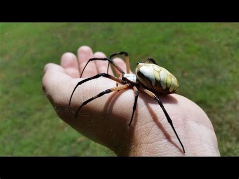 The spider species argiope aurantia is commonly known as the yellow garden spider, black and yellow garden spider, golden garden spider, writing spider, zigzag spider, zipper spider, black and yellow argiope, corn spider, steeler spider, or mckinley spider. Texas Yellow Garden Spider Poisonous | Fasci Garden