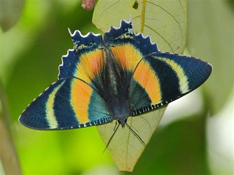 Alcides metaurus (hopffer, 1856) zodiac moth (also known as nyctalemon zodiaca butler, 1869) uraniinae, uraniidae, geometroidea. Alcides metaurus | Mariposas lindas, Mariposas diurnas y nocturnas, Mariposario