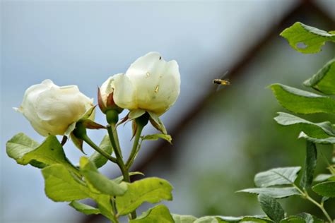 Maybe you would like to learn more about one of these? Die Gartenbotschafterin: "BOTSCHAFT DER ROSE" ☙ UETERSENER ...