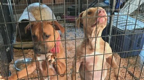 We did not find results for: Dozens of dogs rescued from animal cruelty in Pierce County ready for adoption | 12newsnow.com