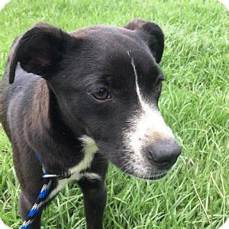 Consequently, they were also deployed as working dogs. Hammond, LA - Border Collie Mix. Meet Dinah, a puppy for ...