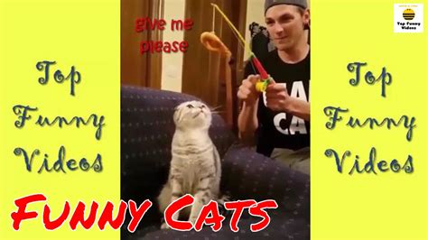 Happy cats meowing and purring! Funny Cats Compilation 2017 [Special Version with Funny ...