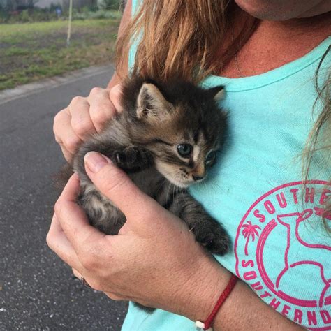 Hd00:03happy mom picking up and embracing her son smiling. A Homeless Kitten Found a Couple and Followed Them Like a ...